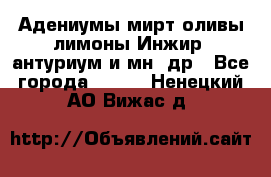 Адениумы,мирт,оливы,лимоны,Инжир, антуриум и мн .др - Все города  »    . Ненецкий АО,Вижас д.